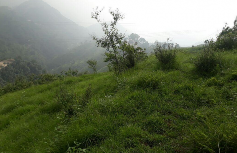 4 Bigha/ 84 Biswa Land For Sale In Shoghi